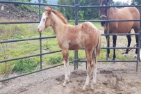 GUNNER SHINER SPARK