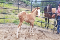 GUNNER SHINER SPARK