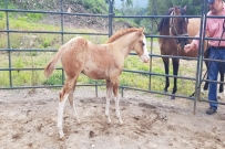 GUNNER SHINER SPARK