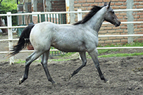 BEDEVILS O LENA ZAN